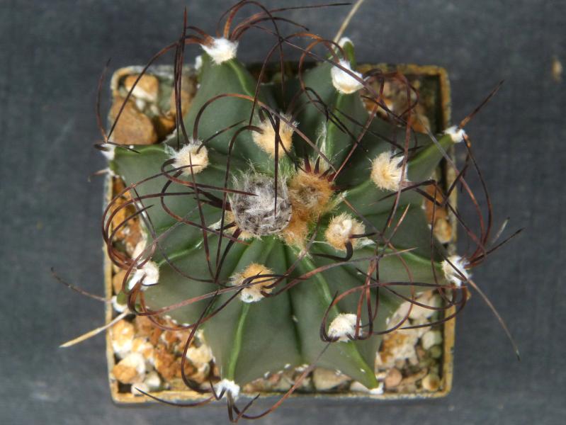 Plant for sale on April 21, 2025